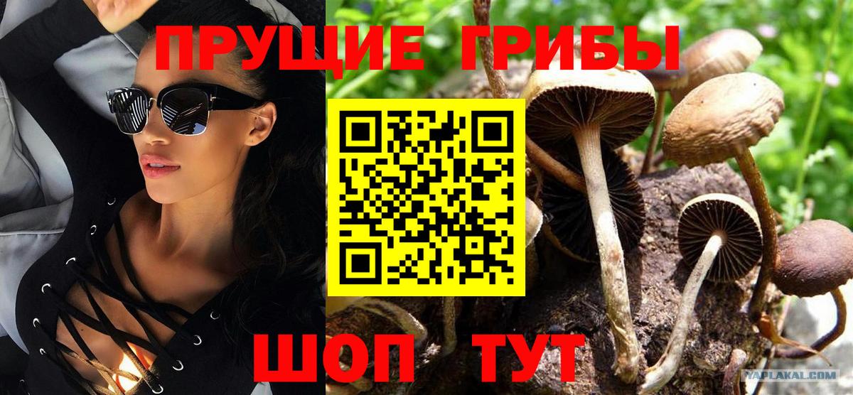 Псилоцибиновые грибы GOLDEN TEACHER Тосно